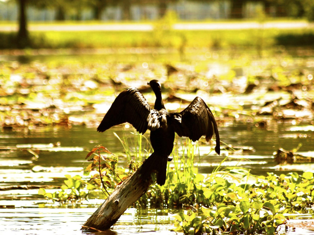 Bayou Land Excursions景点图片