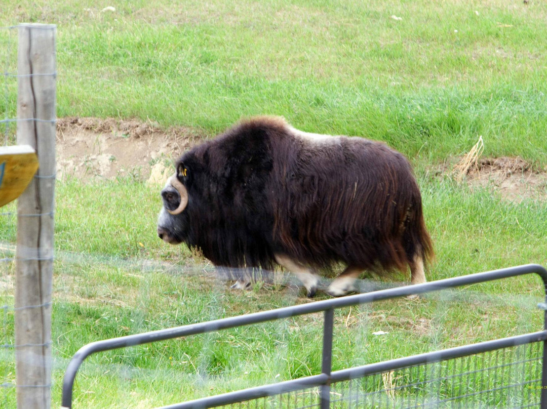 Large Animal Research Station-费尔班克斯必去景点