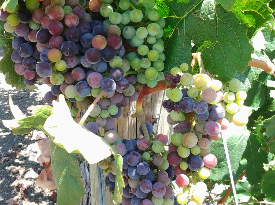 Stacy's Wine Tours景点图片