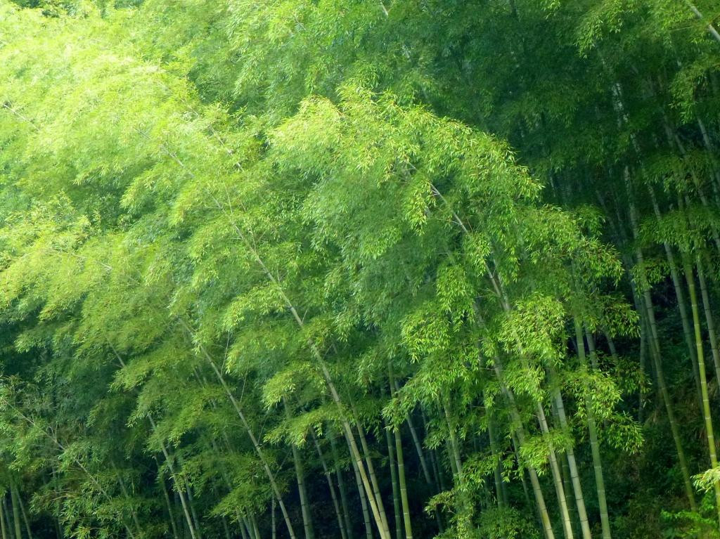 木坑村-黟县必去景点