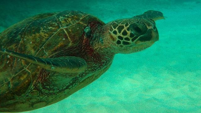 NeverDry Divers-基黑必去景点