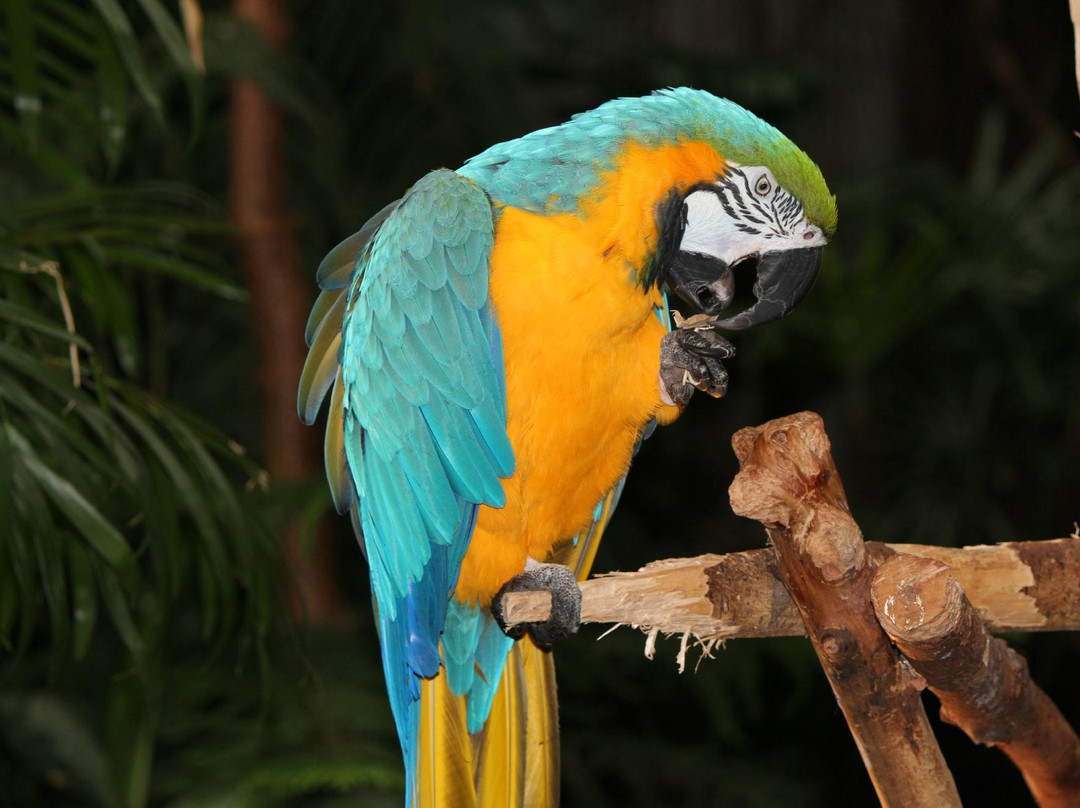 布鲁代尔花鸟保护园-温哥华必去景点