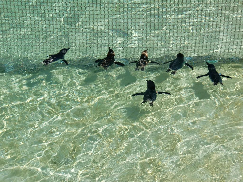 葛西临海水族园-江戸川区必去景点