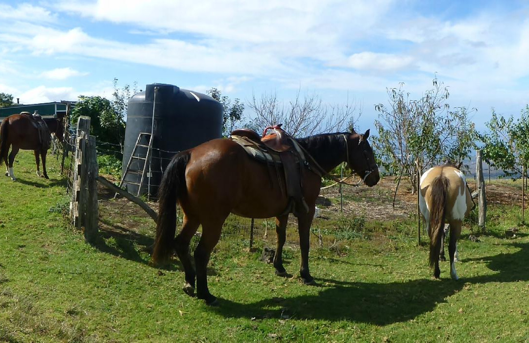 Thompson Ranch Riding Stables-库拉必去景点