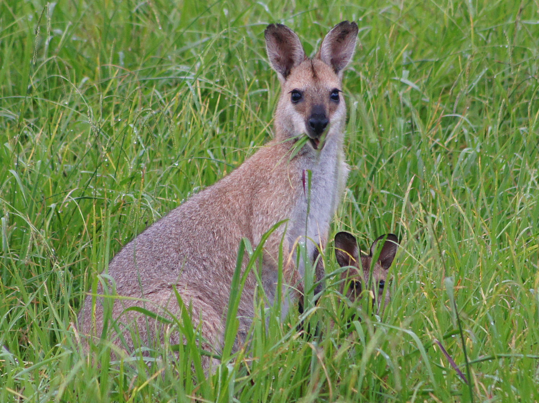 Feathers Home Stay主图
