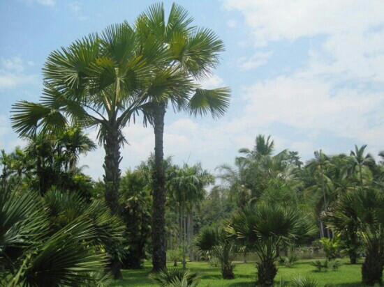 中科院植物园-武汉市必去景点