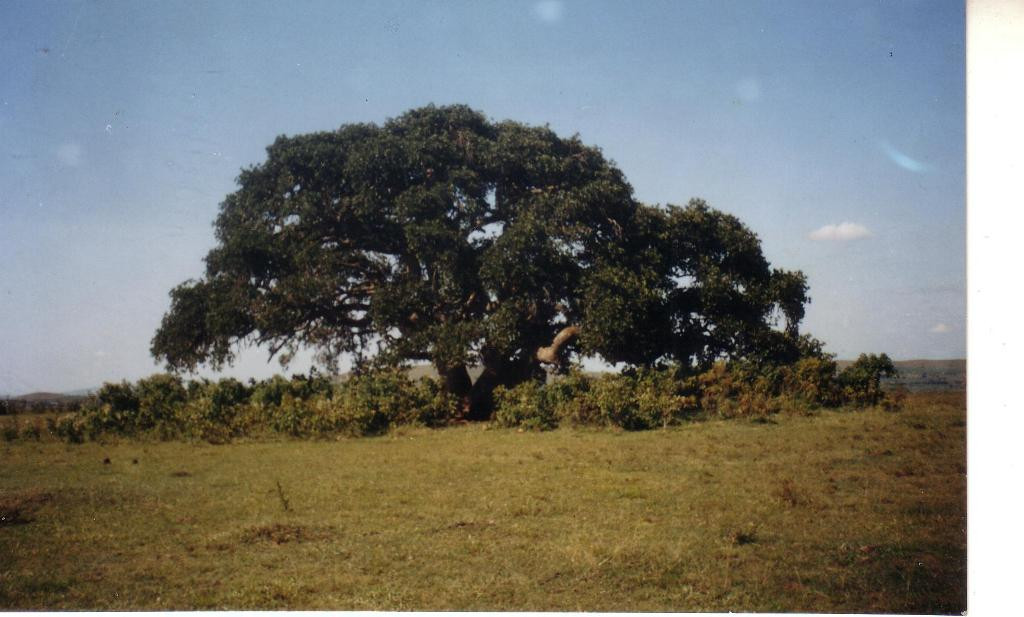 Bugona Tree-Rubaare必去景点