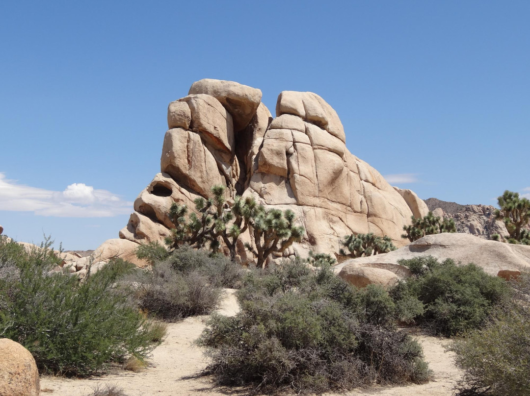 Queen Valley Road-约书亚树国家公园必去景点