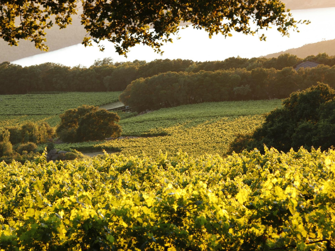 Chappellet Winery景点图片