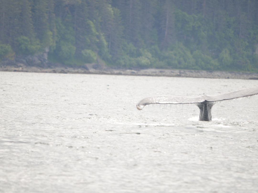 Icy Strait Whale Adventures-胡纳必去景点