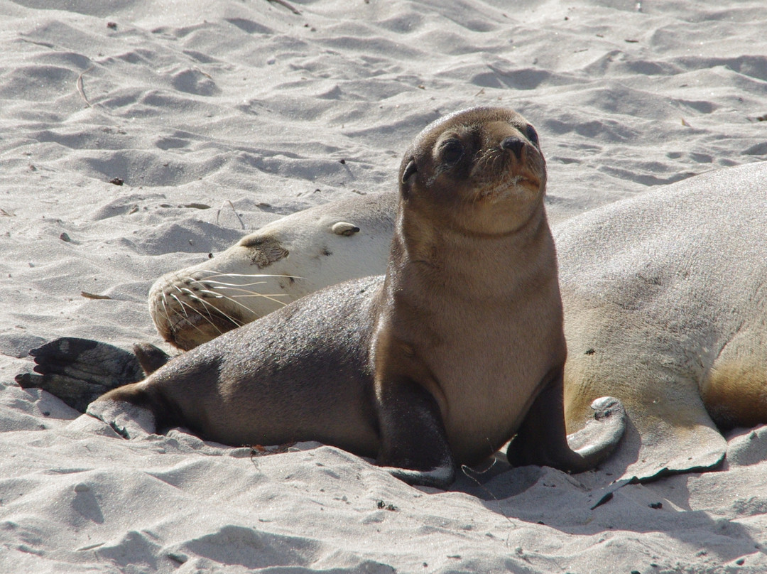 Seal Bay Conservation Park-Seal Bay必去景点