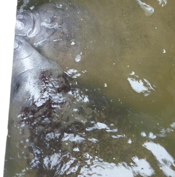 Manatee Center-匹尔斯堡必去景点