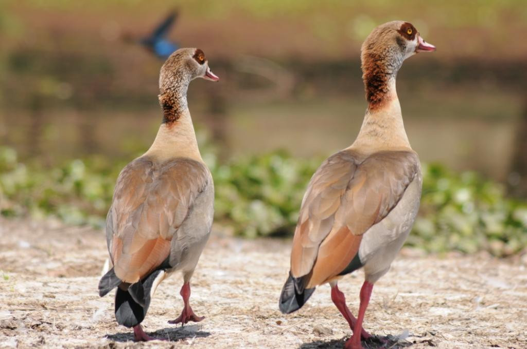 Lake Naivasha-Rift Valley Province必去景点