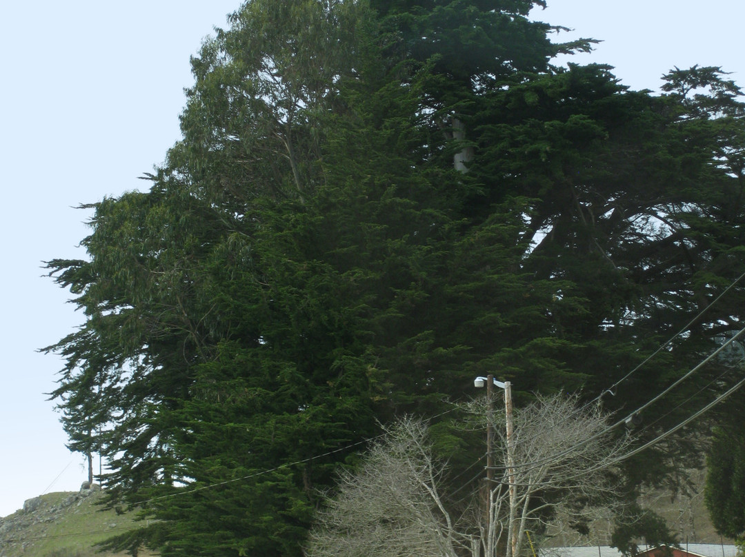 Oregon's Largest Monterey Cypress-布鲁金斯必去景点