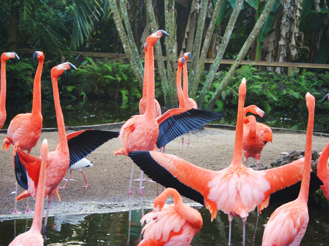 Flamingo Gardens-戴维必去景点