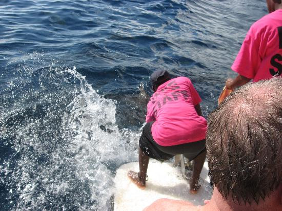 Stuart Cove's Dive Bahamas-新普罗维登斯岛必去景点