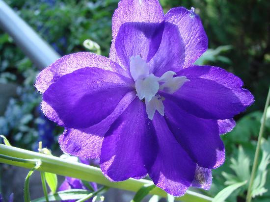 吉尔罗伊花园家庭主题公园-吉尔罗伊必去景点