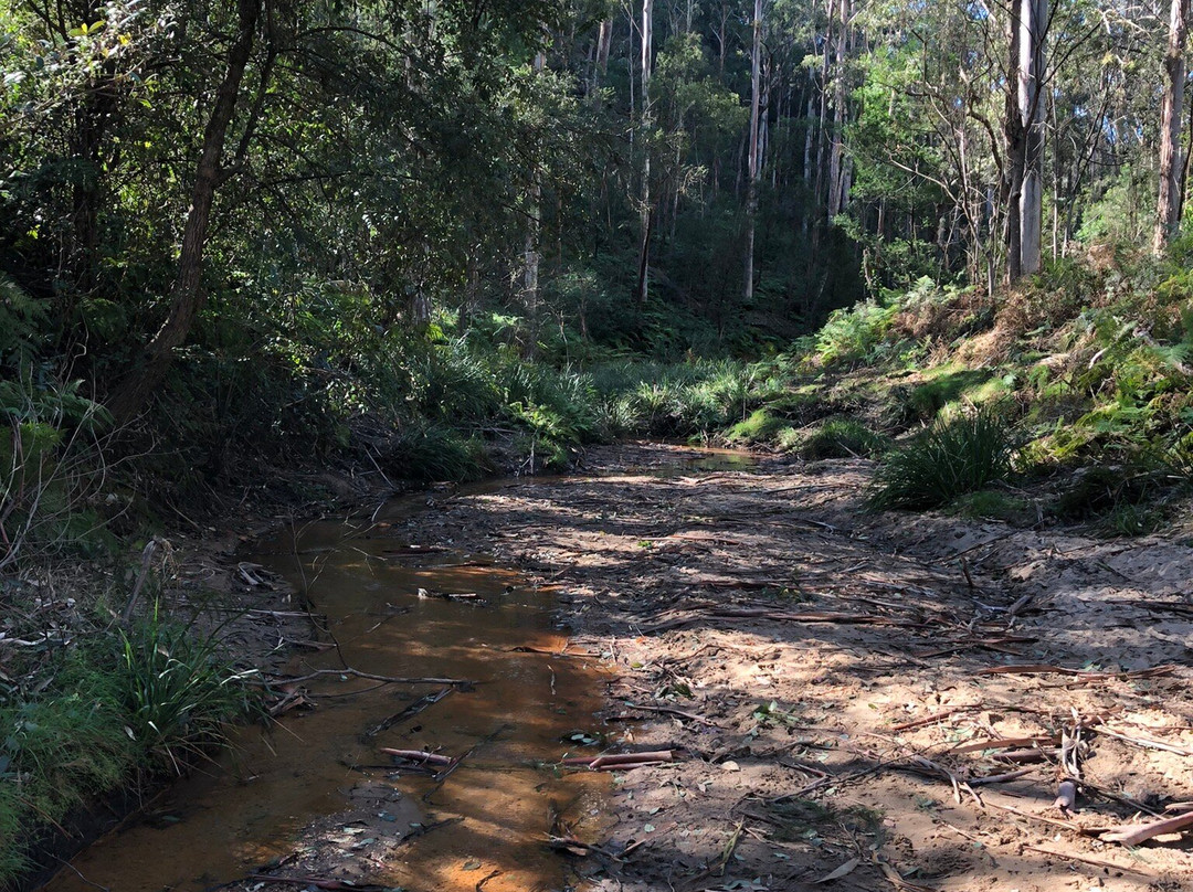 Long Angle Road Fire Trail-Springwood必去景点