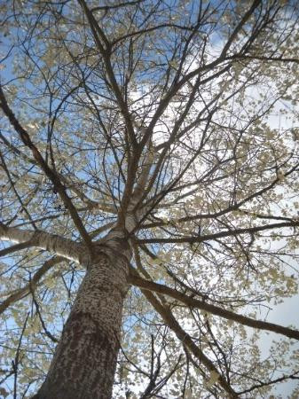 Obertshausen旅游攻略图片