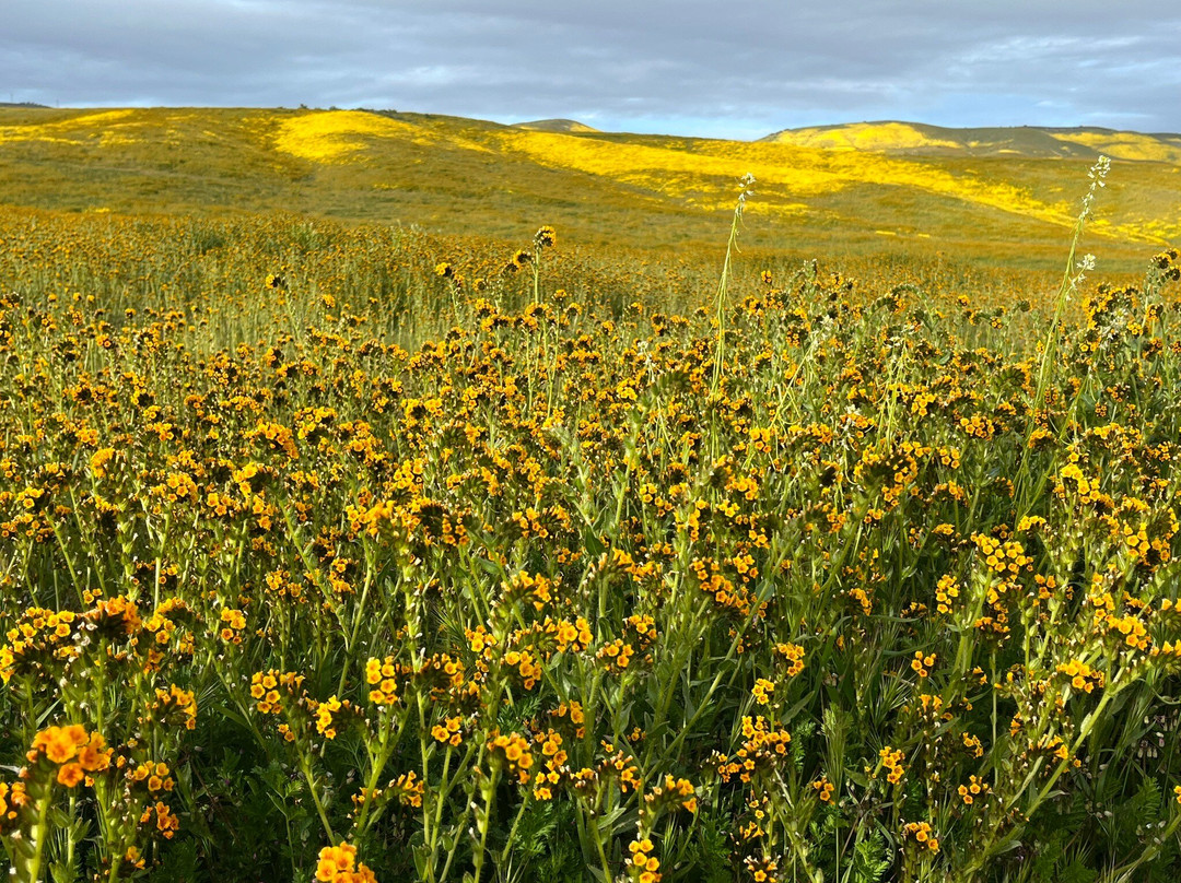 Carrizo Plain National Monument景点图片