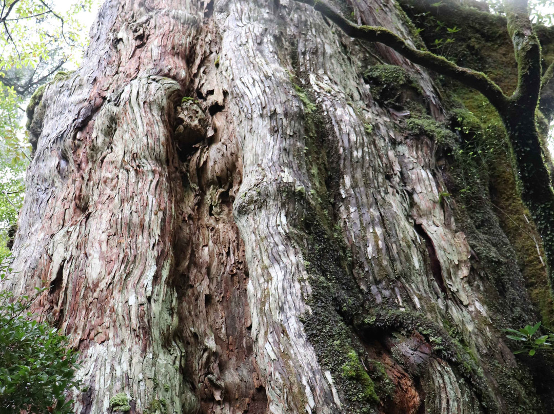 Kigensugi Cedar景点图片