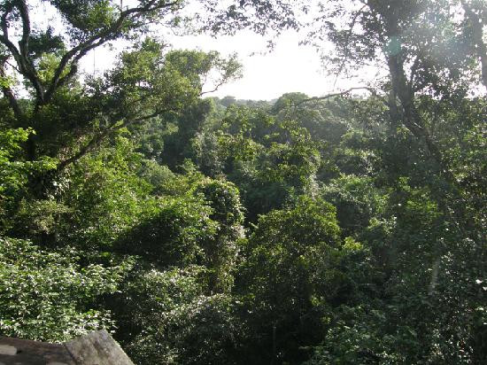 Iwokrama Canopy Walkway景点图片