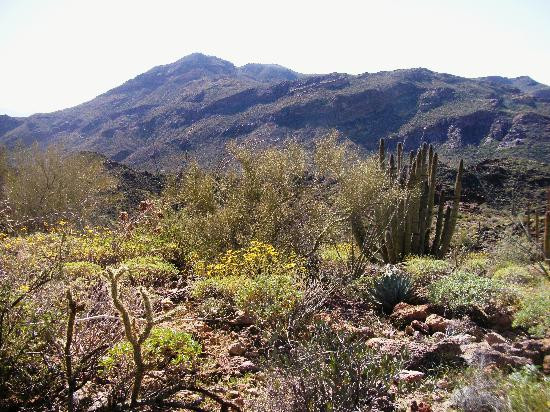 Organ Pipe Cactus National Monument-Ajo必去景点