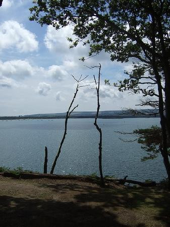 Brownsea Island-普尔必去景点