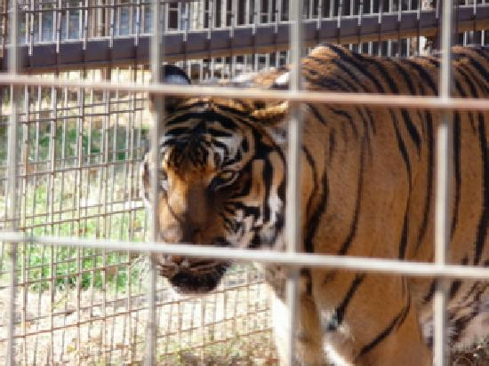 The Wild Animal Sanctuary - Texas-Boyd必去景点