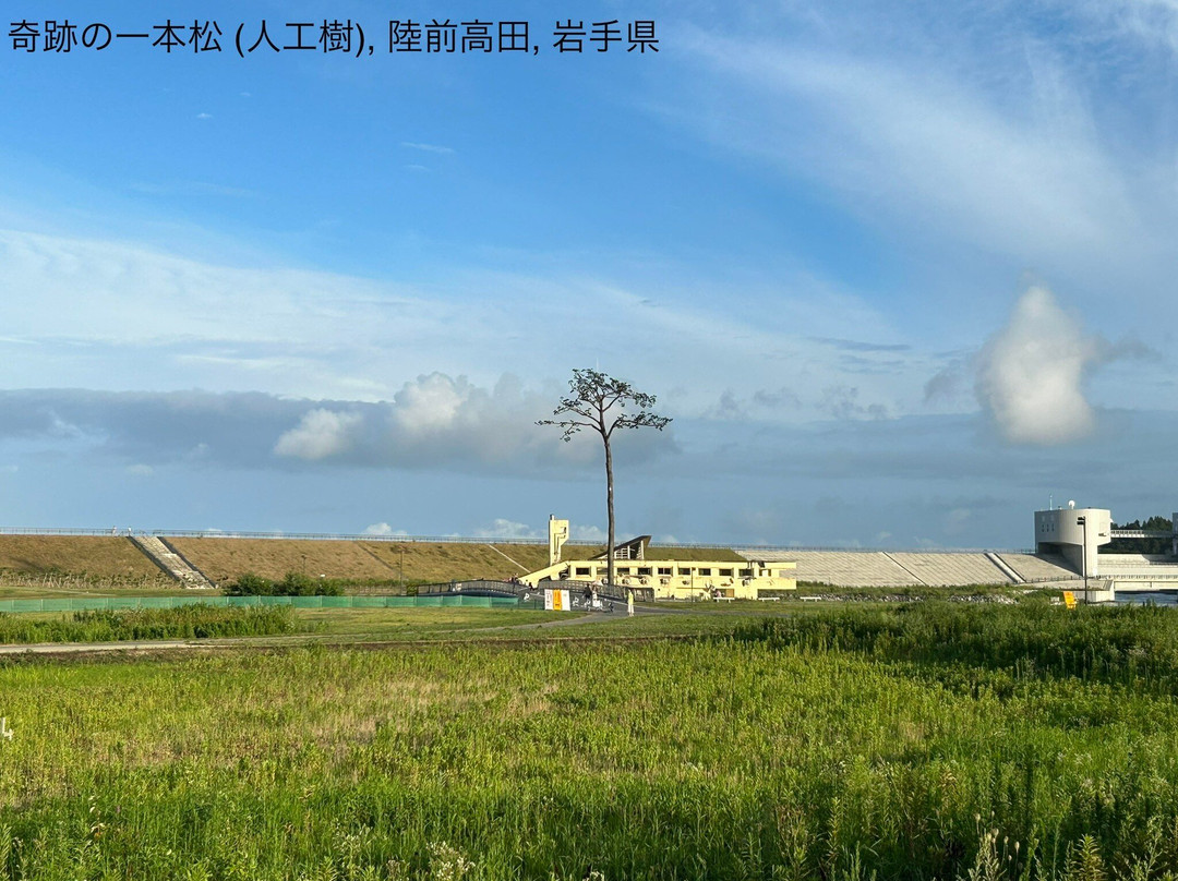 Miracle Lone Pine Tree-陆前高田市必去景点