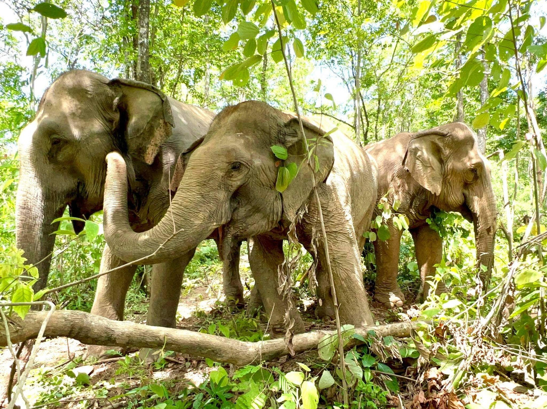 Boon Lott's Elephant Sanctuary景点图片