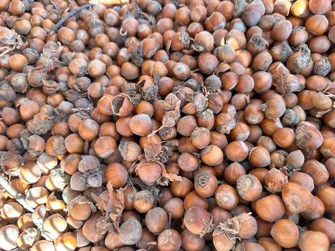 Langa Wine Tour-阿尔巴必去景点