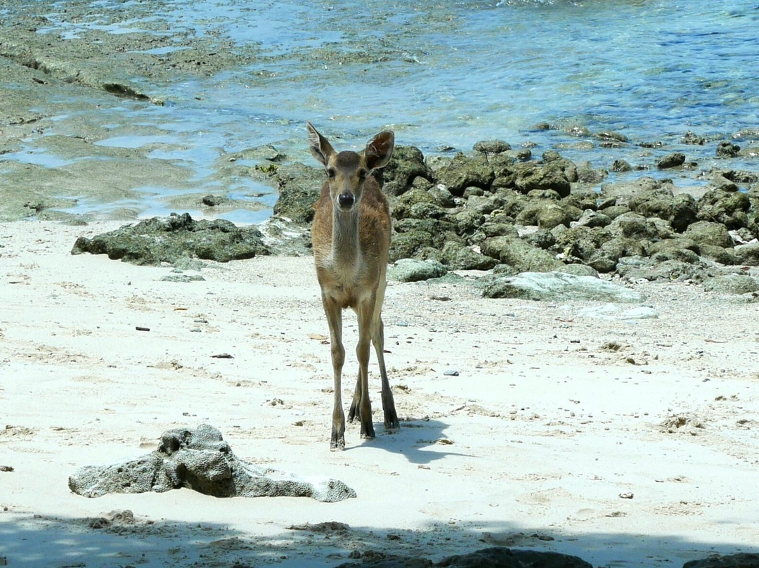 Tigor Snorkel景点图片