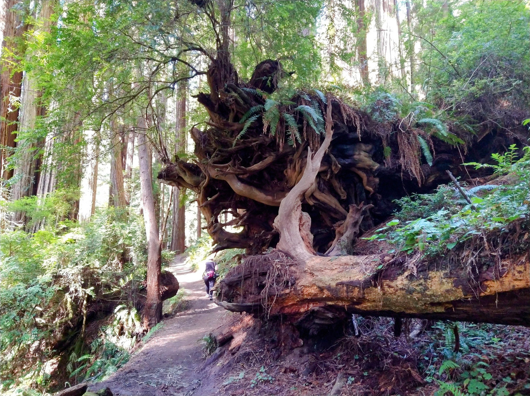 Trillium Falls Hike景点图片