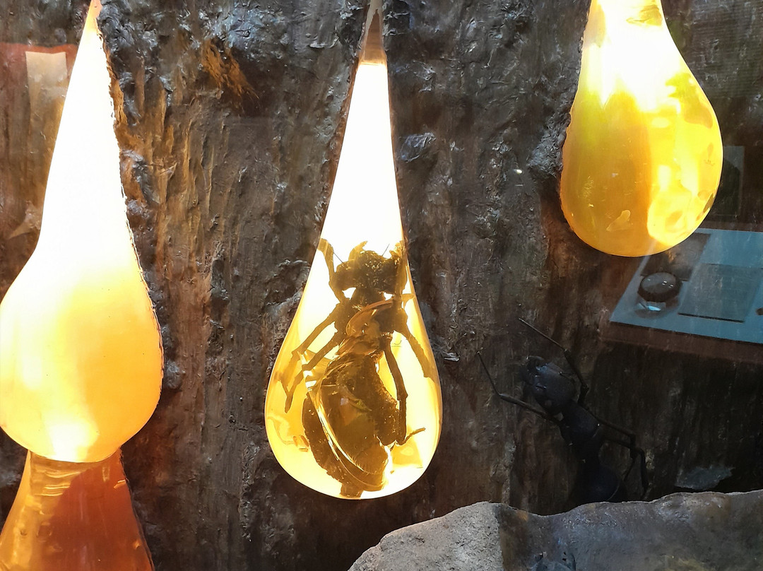 Amber World Museum-圣多明哥必去景点