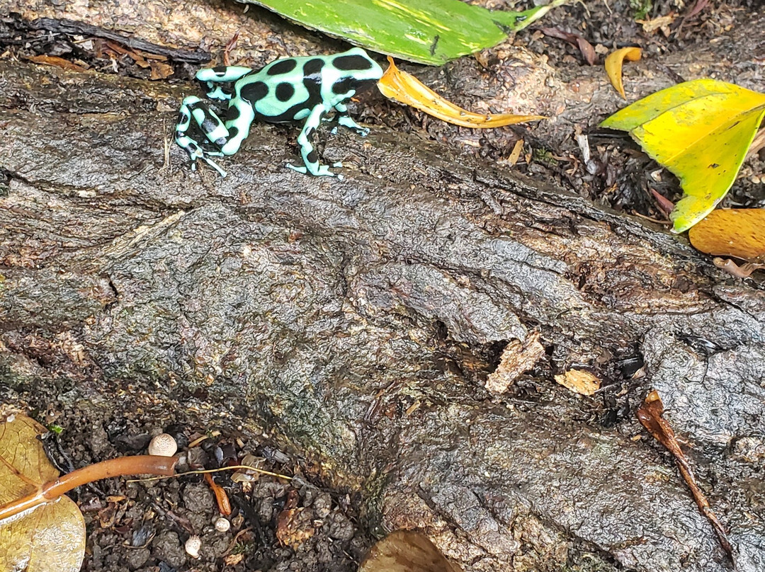 Atlantida Lodge主图