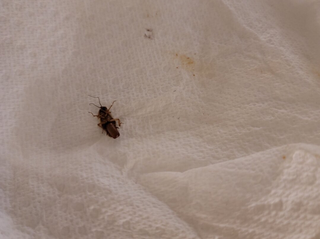 Extended Stay America Columbia - Laurel - Ft. Meade主图