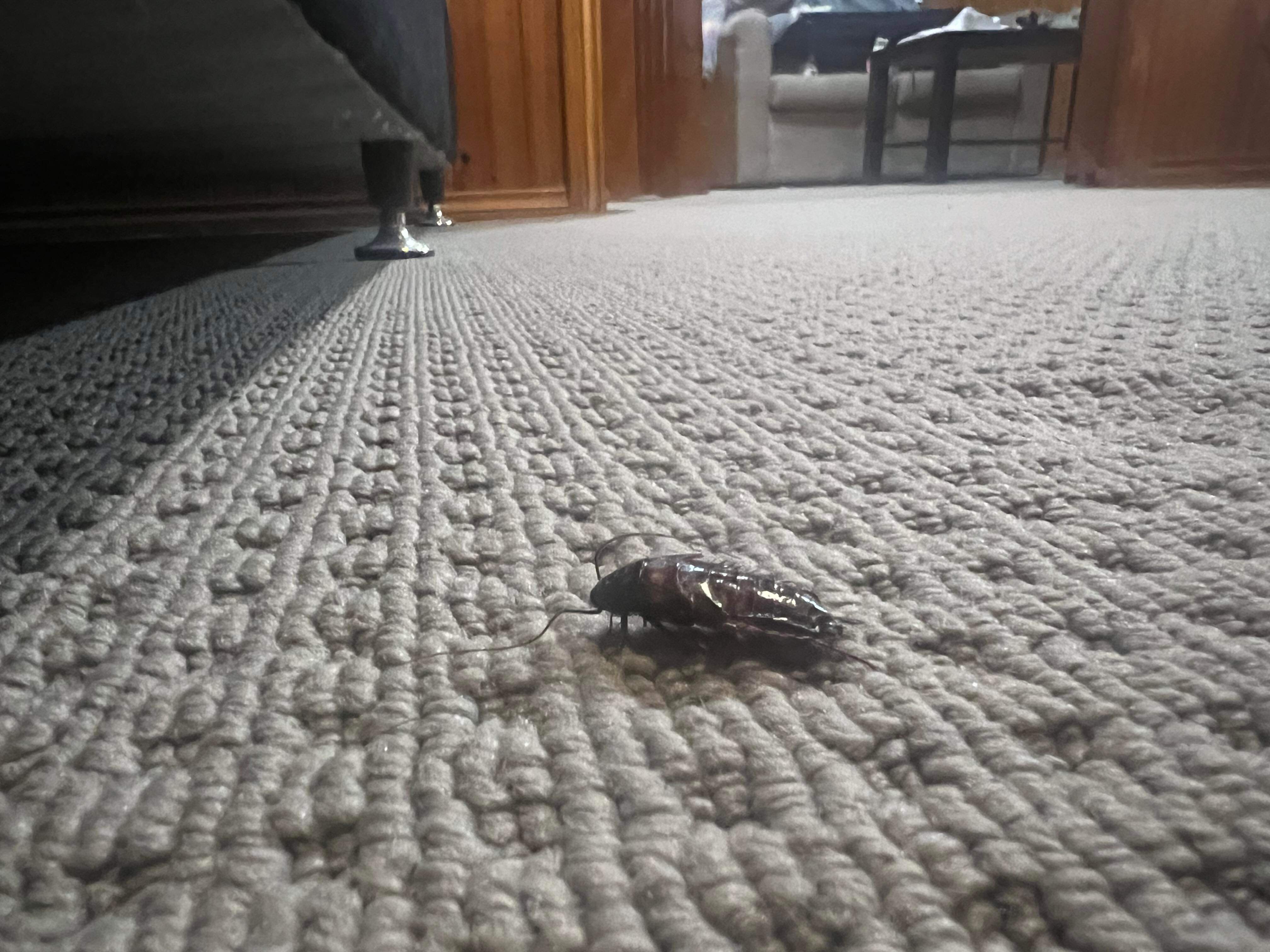 度假村酒店-客卧