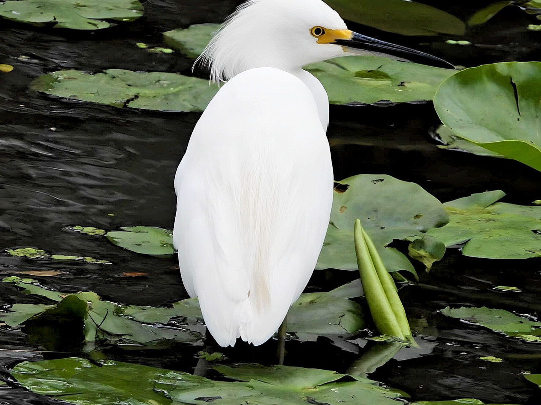 Hampton Inn Sarasota-i-75 Bee Ridge主图