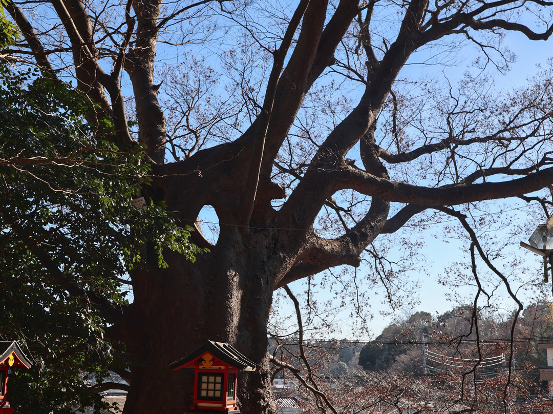 Yoshida Shrine-水户市必去景点