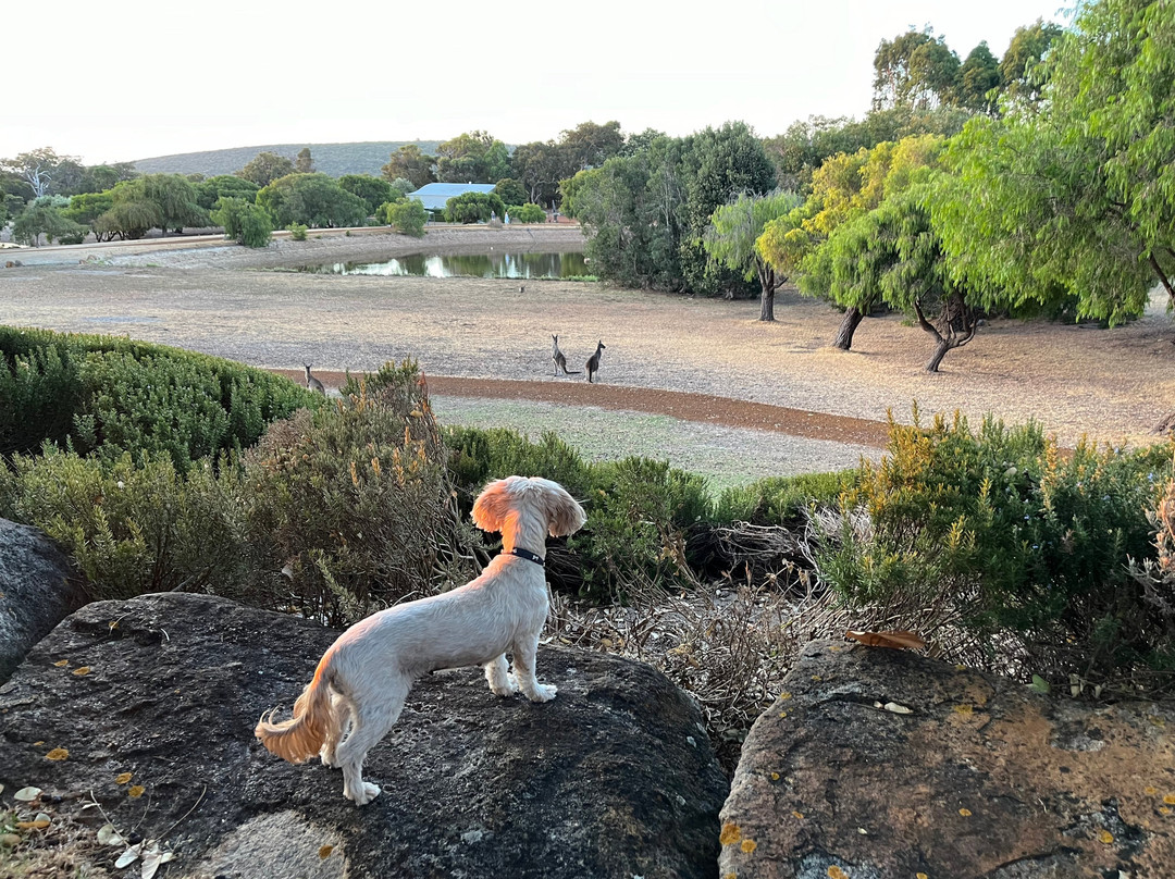 Petra Olive Oil Estate Dog-friendly Luxury Farmstay Accommodation主图