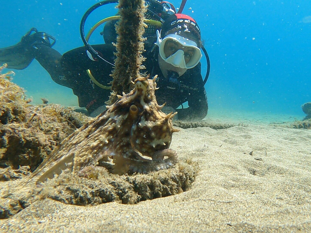 Liquid Planet Dive Centre-卡拉罗港口必去景点