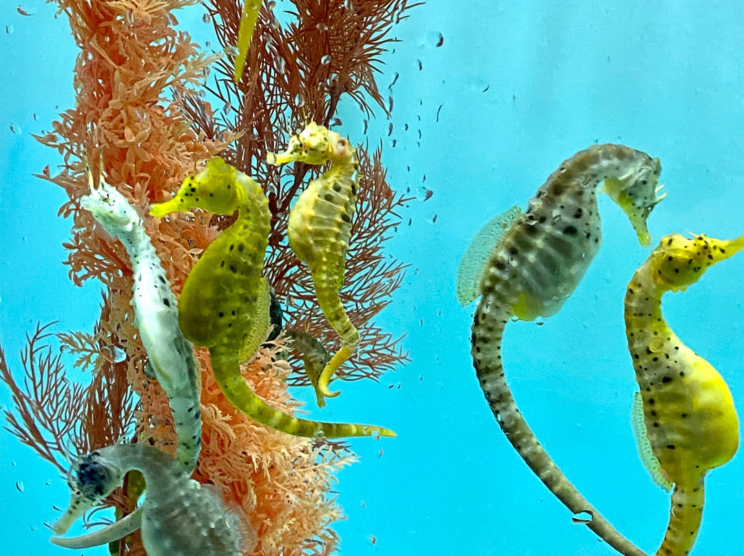 Beauty Point Cottages B&B主图