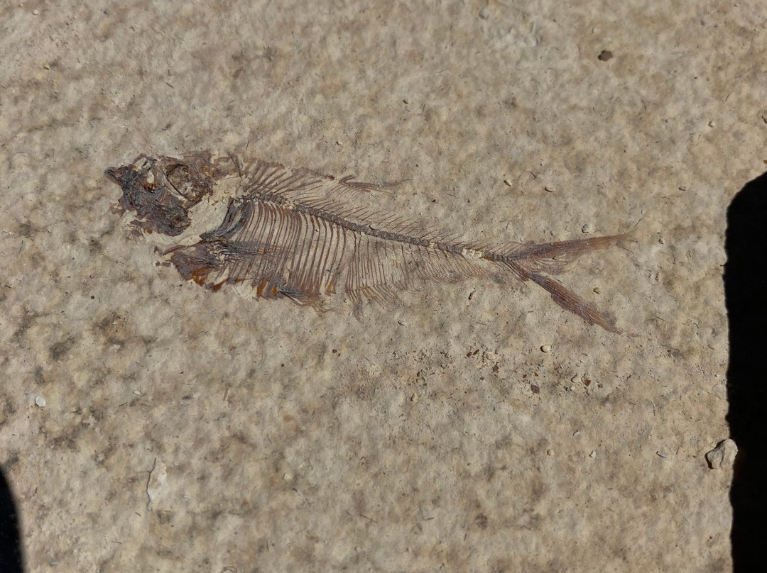 Ulrich's Fossil Gallery-Kemmerer必去景点