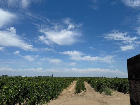Nonini Winery-弗雷斯诺必去景点