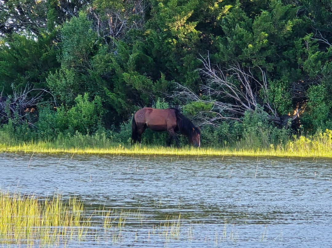 Waterbug Tours-Beaufort必去景点