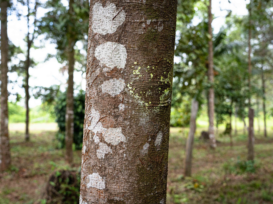 Bois De Rose De Guyane - C. Couturier-Sinnamary必去景点