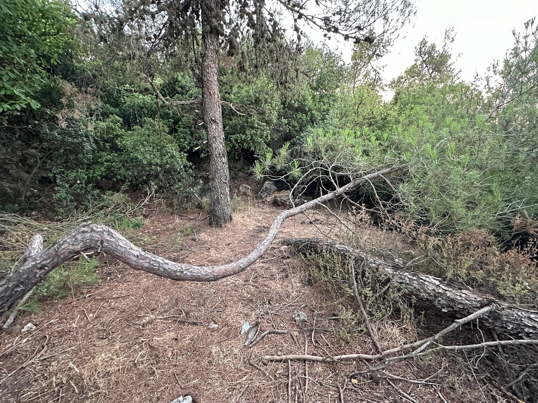 Ajloun Nature Reserve景点图片
