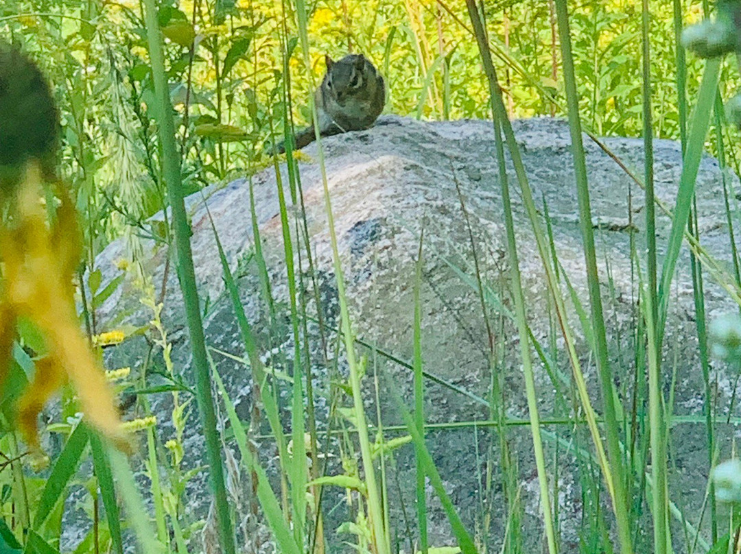 University of Wisconsin-Madison Arboretum-麦迪逊必去景点