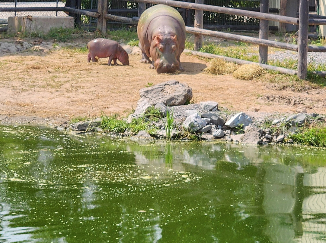 Safari Niagara-Stevensville必去景点